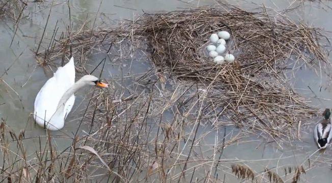 El cuento del patito feo no tiene final feliz en Palencia