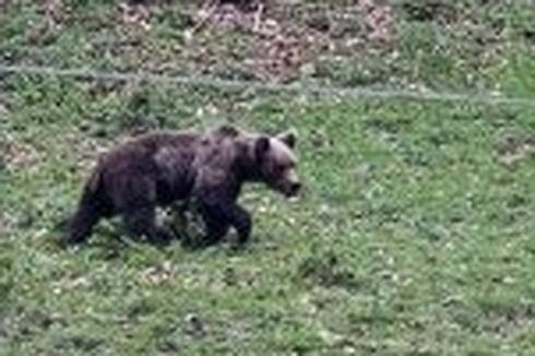 El oso leonés corteja en Asturias