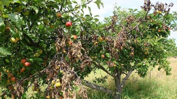 La Estación de Avisos Agrícolas del Bierzo alerta del riesgo de fuego bacteriano en frutales