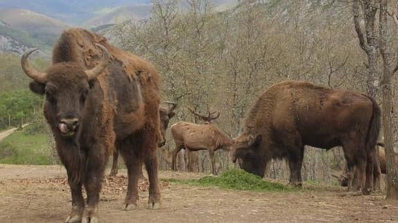 Un proyecto Life busca hacer de España desde León el segundo país reproductor de bisontes europeos