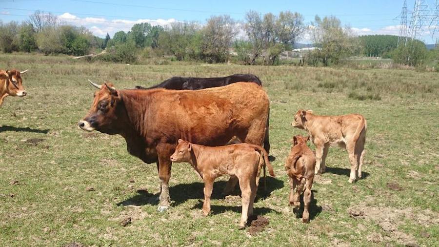 Pola de Gordón acoge la jornada 'Ganadería Ecológica y TTIP'