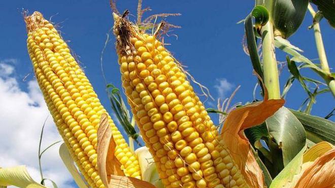 Asaja considera «la única buena noticia» la bajada de los abonos nitrogenados para el maíz