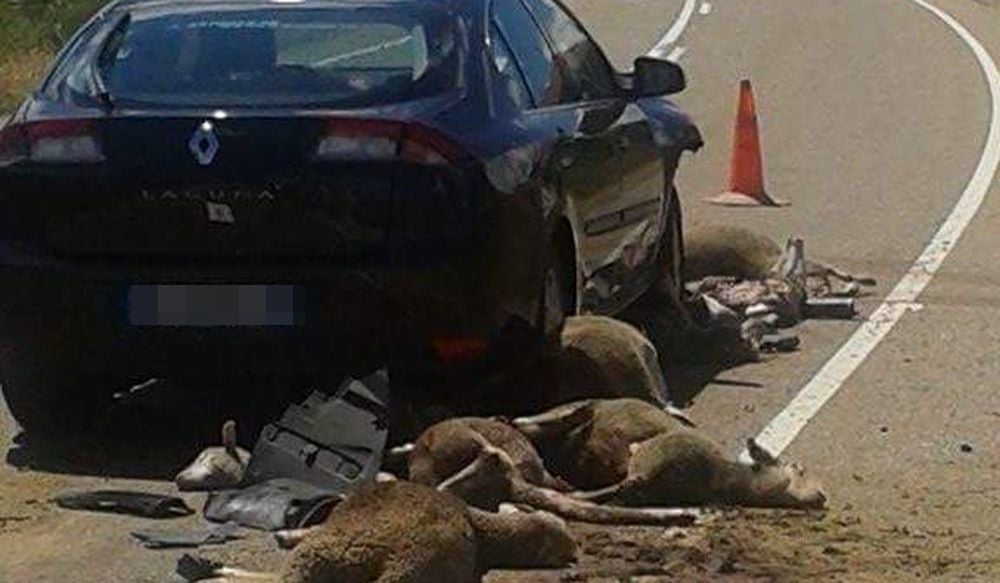 Un vehículo arrolla a un rebaño de ovejas en Riello