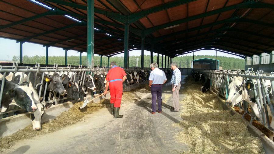 Graciliano Palomo denuncia la situación crítica de la ganadería de vacuno en el sur de León