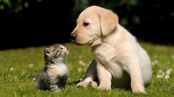 La Sal acoge el primer 'Encuentro Mascotero” con la participación de nueve protectoras'