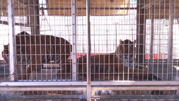 León en Común denuncia «las malas condiciones» de los animales del circo