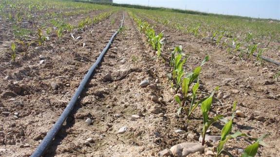 El Ministerio de Agricultura ofrece una app a los agricultores para la gestión de riego