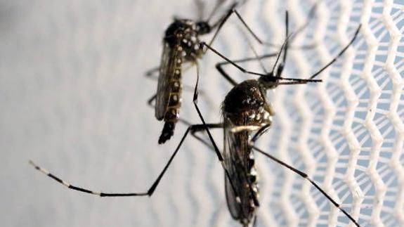 Castilla y León suma once casos de Zika