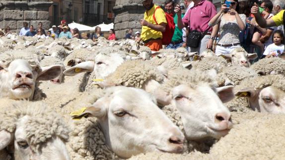 La Junta convoca ayudas de 120.000 euros para fomentar las razas autóctonas