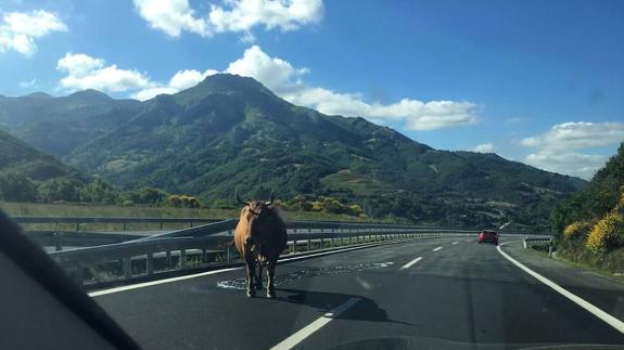 Una vaca se cuela en la Autopista del Huerna