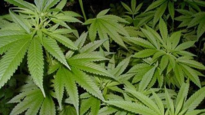 Detenido en Ponferrada un hombre de 46 años que cultivaba 26 plantas de marihuana en su casa