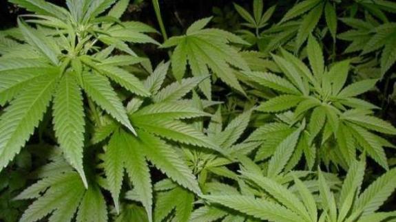 Detenido en Ponferrada un hombre de 46 años que cultivaba 26 plantas de marihuana en su casa