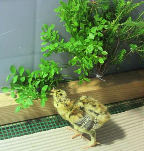 Nacen nueve urogallos cantábricos en cautividad