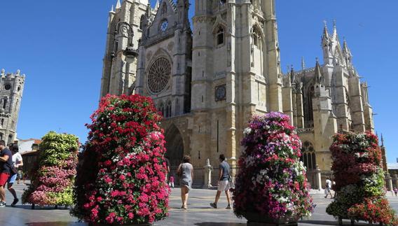 Pétalos que suman belleza