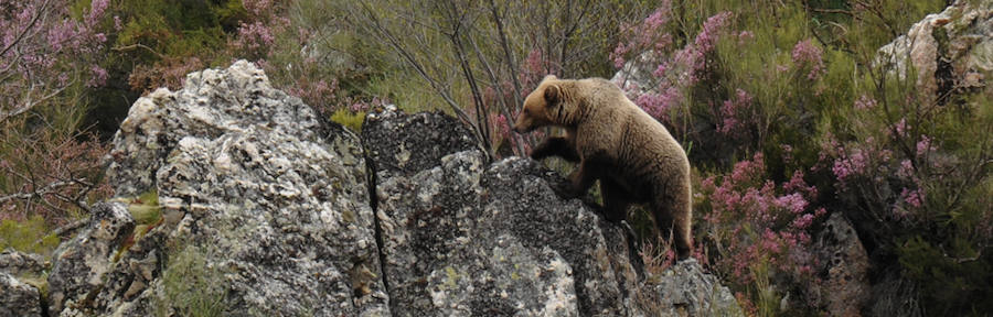 La Cordillera Cantábrica en Castilla y León contabiliza 12 osas con 21 crías