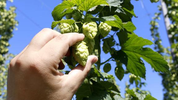 El lúpulo y la cerveza vuelven a reinar en Carrizo