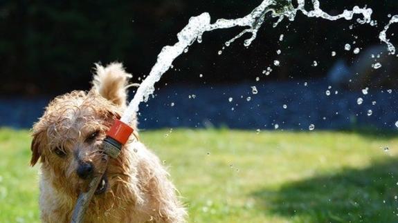 Consejos para el cuidado de los perros en verano