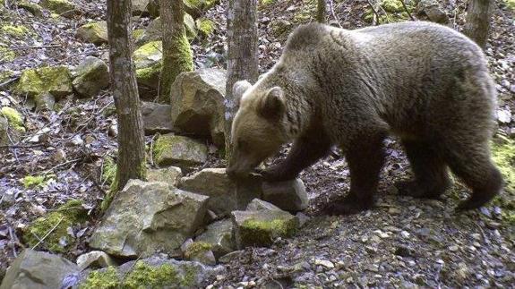 La osa 'Villarina', localizada con una cría ocho años después de ser liberada