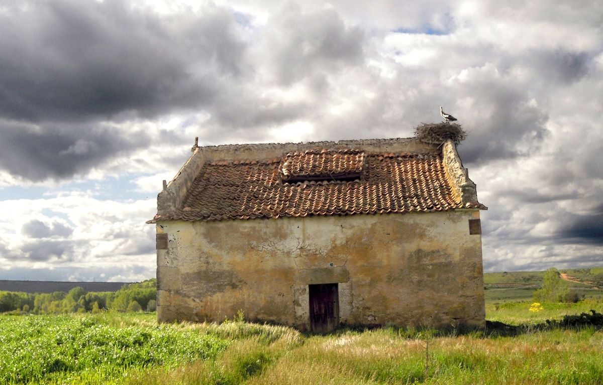 La vida desde un palomar
