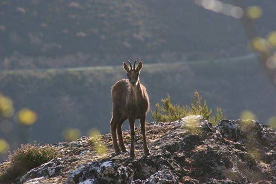 La sarna afecta ya al 76% de la superficie de los Picos de Europa