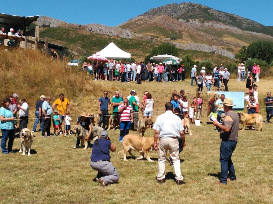 Babia quiere convertirse en la capital del mastín leonés