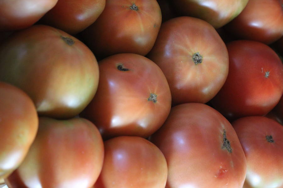 Mansilla de las Mulas se prepara para la Feria del tomate