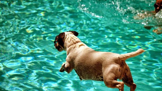 Perros al agua