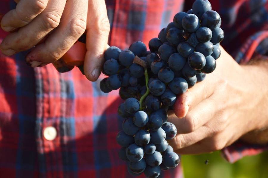 Asaja recuerda la obligación de formalizar contratos en las compraventas de fruta y uva