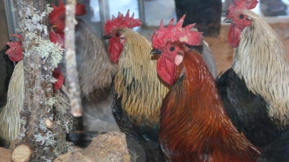 El PSOE de León pedirá en las Cortes la creación de una línea de ayudas para el mantenimiento de los gallos de pluma