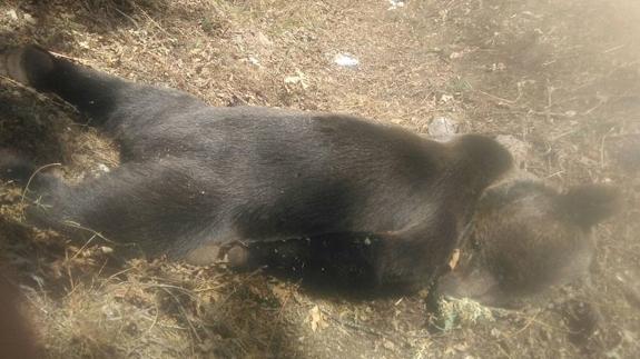 Aparece un ejemplar de oso muerto en la vertiente asturiana