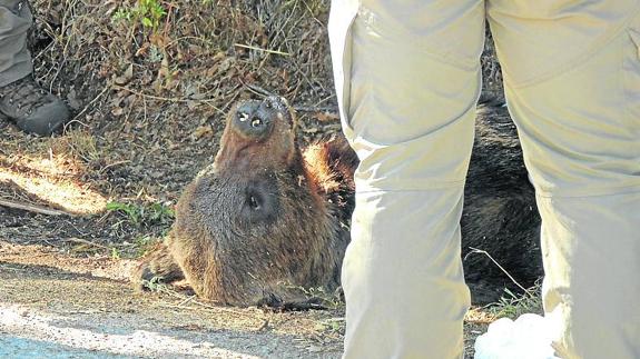 El auge de la población de oso pardo incrementa el avistamiento de sus decesos