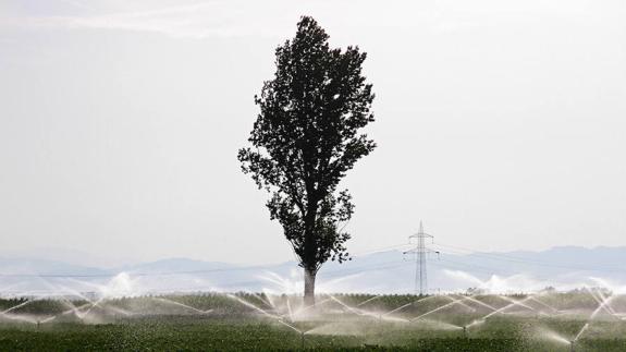 Las Cortes cierran filas en defensa de la remolacha ante el reto de un mercado sin cuotas en 2017