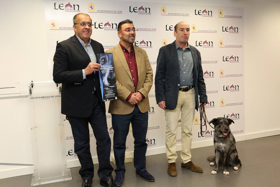 550 perros de 150 razas participan en la XIX Exposición Internacional Canina de León