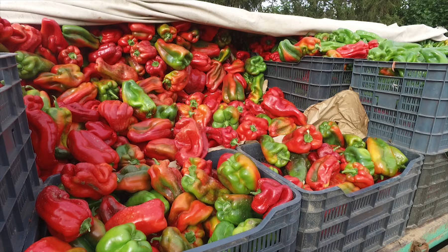 La Feria del Pimiento de Fresno bate récords en un año que se prevé alcanzar las 1.500 toneladas