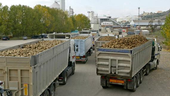 El TSJ reconoce el derecho de los remolacheros a cobrar los intereses por el impago de la ayuda de tres euros por tonelada