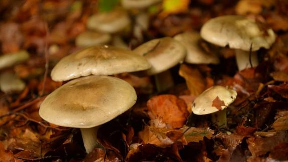 Exigen que el Consejo gestione el sector micológico del Bierzo para que revierta en la comarca