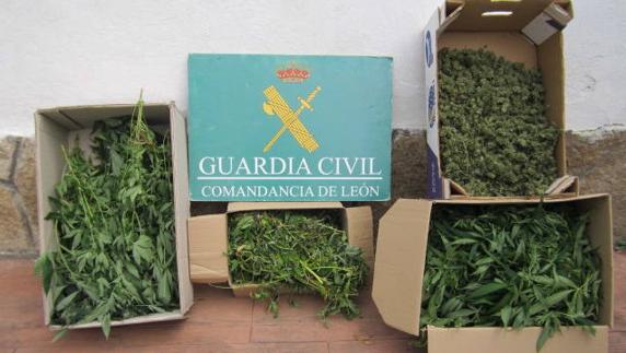 Detenidas dos personas por cultivo y venta de marihuana en Cacabelos