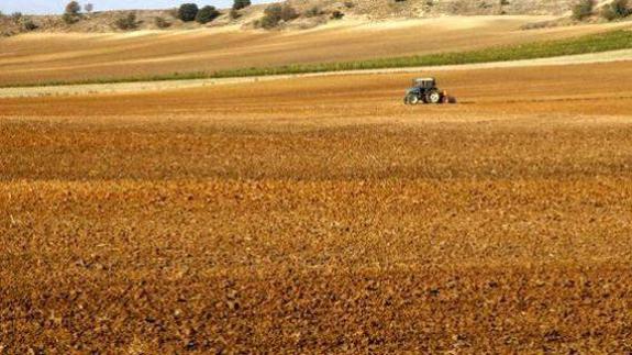 UPA-COAG cifra en 844 millones las pérdidas de agricultores y ganaderos de la Comunidad por los bajos precios
