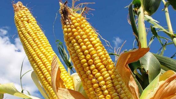 El PSOE pide la inclusión del maíz como sector estratégico en las ayudas, lo que afectaría a 4.900 hectáreas en la provincia de León