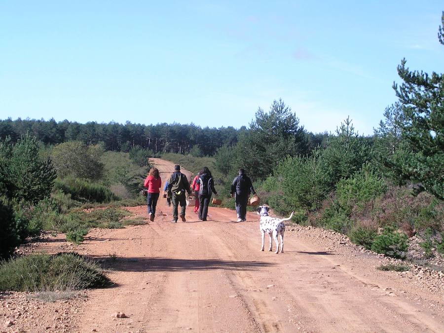 Cuadros prepara una jornada «imprescindible» para los amantes a la micología