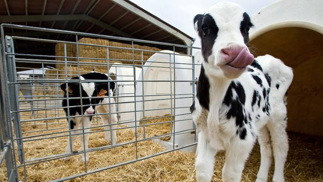 El vacuno de leche mejora por el abaratamiento de los forrajes y el tímido repunte de precios, pero el ovino sigue hundido