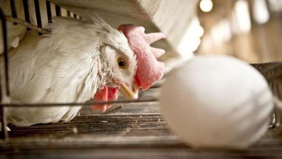 La Junta autoriza un proyecto de gallinas ponedoras y clasificación de huevos en Santas Martas