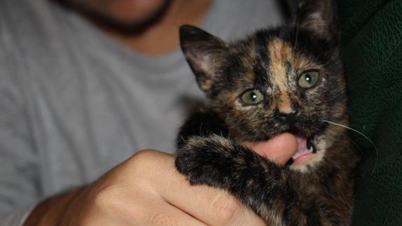 Para un mundo perfecto, una mascota