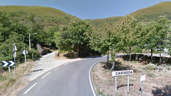 Hallado el cadáver de una hembra de oso pardo atrapada en una trampa ilegal en Cariseda