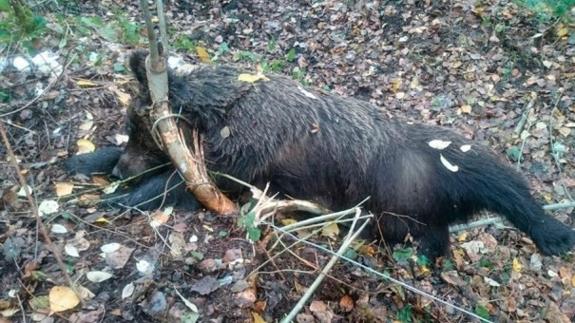 La osa parda de Cariseda estaba sana y falleció por el ahorcamiento con el lazo ilegal