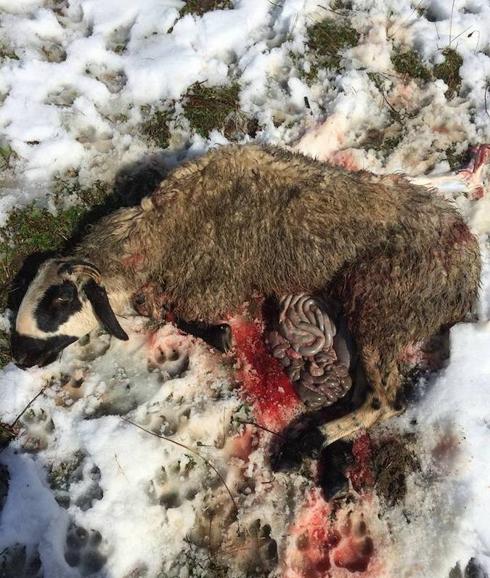 Un lobo ataca a un rebaño de ovejas en Maraña a plena luz del día