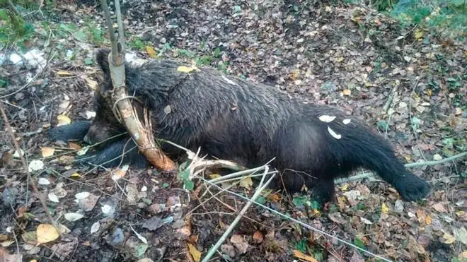 Ecologistas denuncia la muerta de un oso atrapada en un lazo de acero y acusa de falta de vigilancia