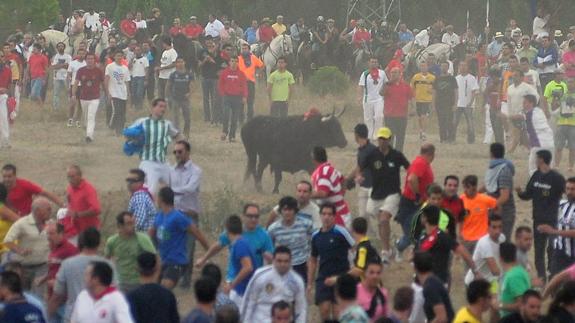 El Constitucional avala por unanimidad la prohibición de matar al Toro de la Vega