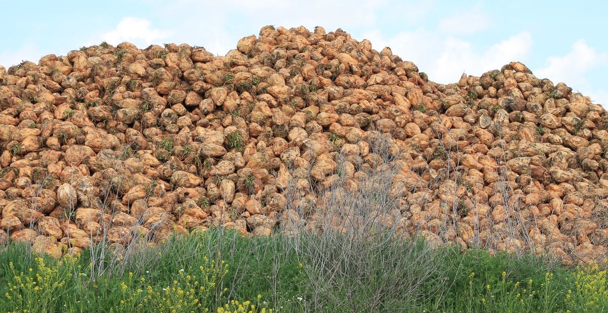 Azucarera de La Bañeza recibe 230.000 toneladas hasta diciembre con un rendimiento de 85 toneladas por hectárea