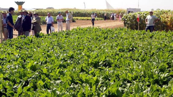 Mil agricultores se citan en Valladolid para analizar los avances y soluciones agronómicas para el sector remolachero